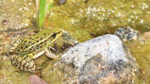 Devastador superhongo amenaza con arrasar a los anfibios en Panamá