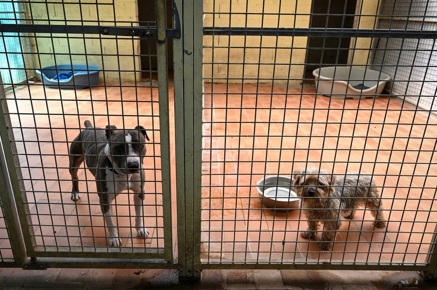 En Francia se prohibió la venta de perros y gatos en tiendas - PlayGround