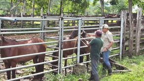 MIDA realiza vacunación contra la encefalitis equina en Darién