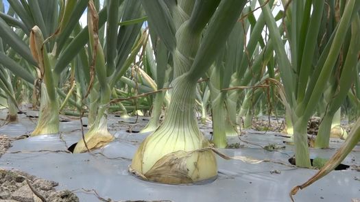Además de la deuda del IMA, los productores de Tierras Altas manifestaron desconocer cómo será la mecánica para la compra de productos que estarán subsidiados según lo acordado en la mesa única de negociación.