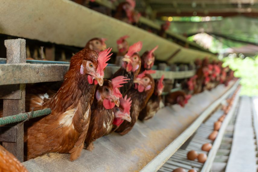 Panamá será el epicentro de la innovación avícola con congreso internacional Panamá será el epicentro de la innovación avícola con congreso internacional