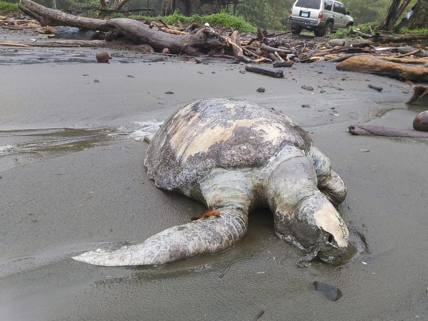 MiAmbiente investiga muertes de más de 100 tortugas marinas