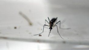 El zika puede que también afecte el cerebro de adultos