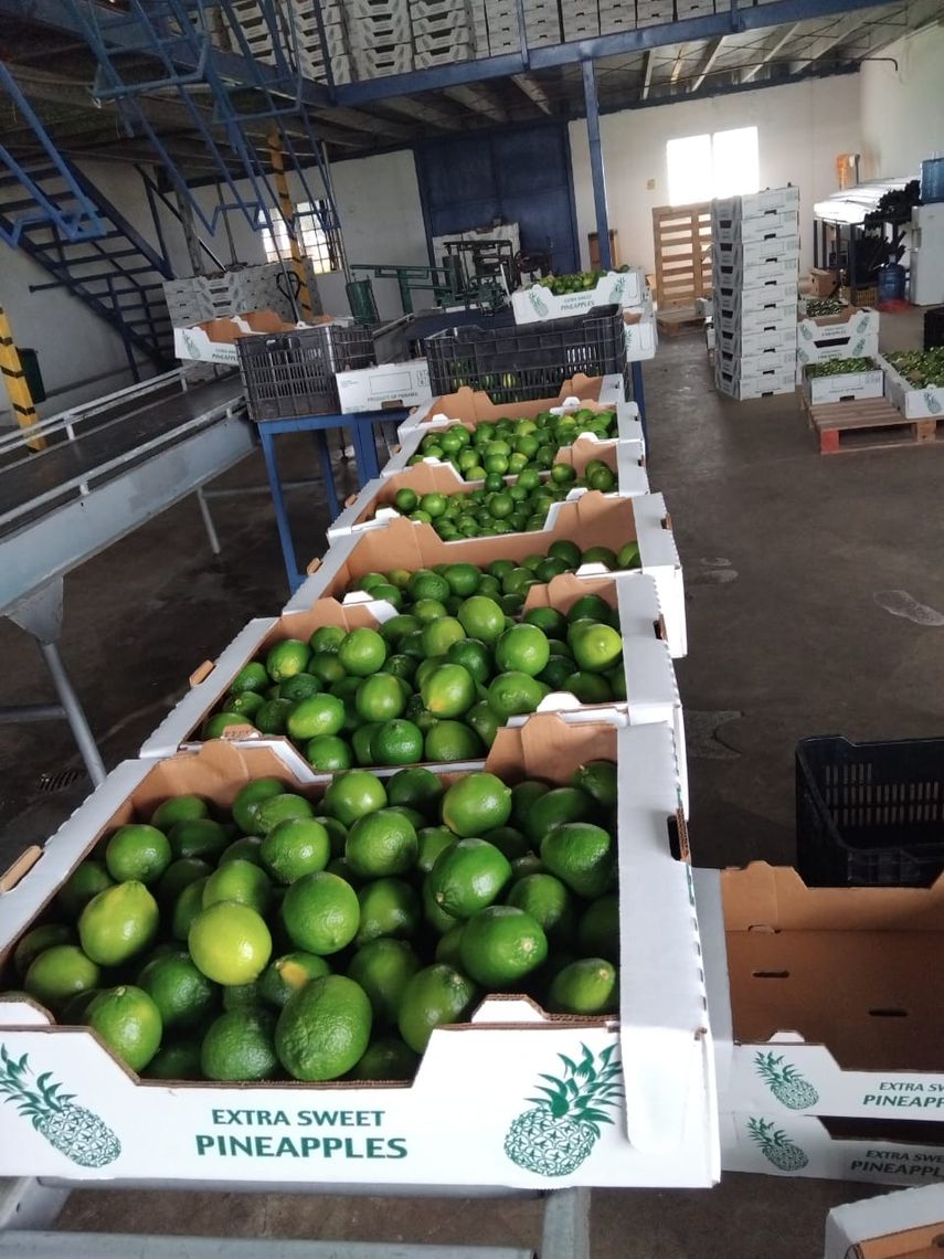 Jengibre, otoe y limón de Panamá Oeste llegan a mercados del Caribe