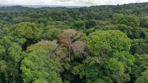 Las tormentas eléctricas son los mayores verdugos de los árboles en los bosques tropicales