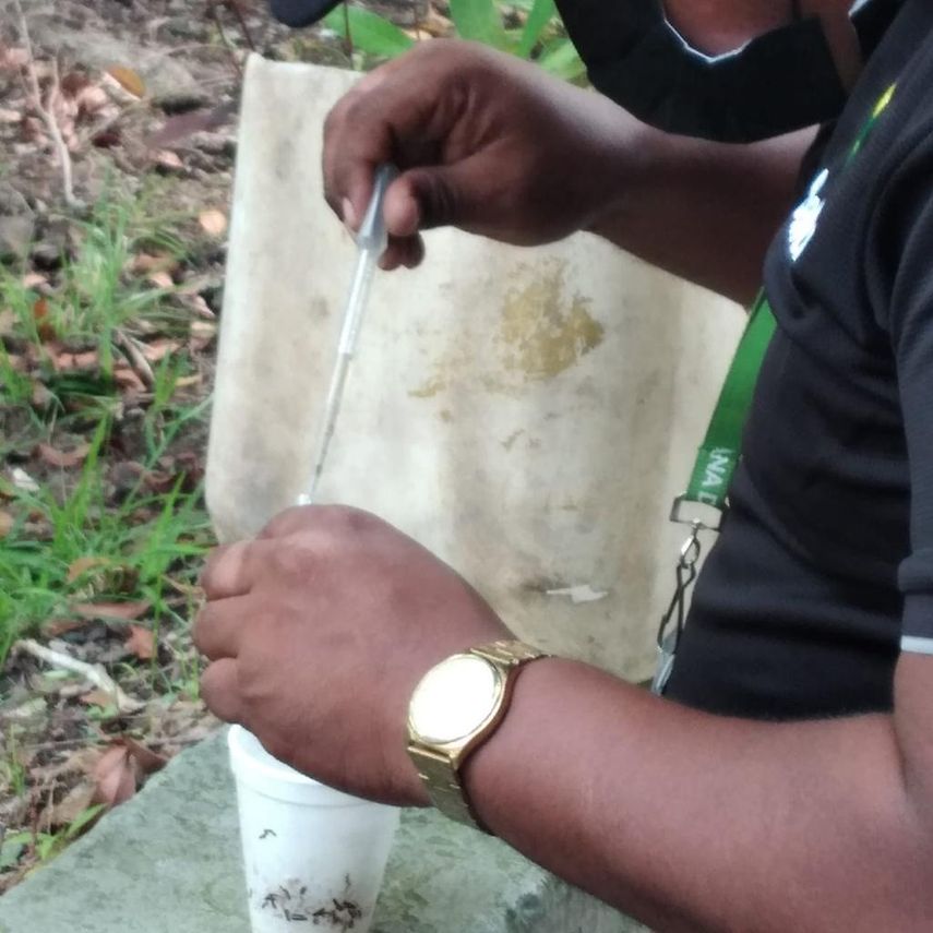 El Departamento de Epidemiología de la Dirección General del Ministerio de Salud (Minsa), indica que hasta la semana 22, se han notificado 99 casos de dengue, de los cuales 26 corresponden a la semana actual.