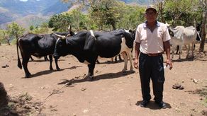 El ganadero de Llano Tugrí, en la comarca Ngäbe Buglé hizo una demostración del programa Repatriación Ganadera del IDIAP.