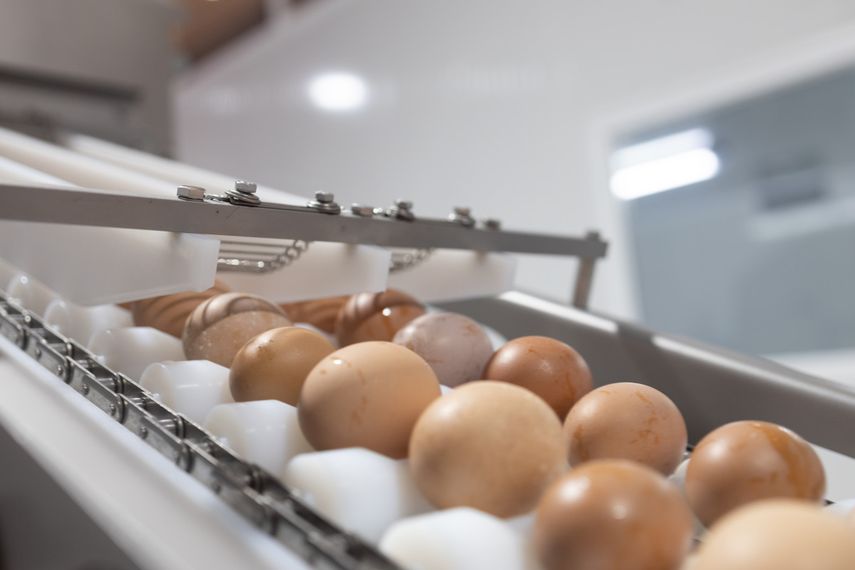 Panamá sigue diversificando su oferta exportable con el fortalecimiento del sector avícola. La empresa agroindustrial Granja Emita, ubicada en Panamá Oeste, realizó su tercera exportación de huevos, enviando un contenedor con 931 cajas hacia el Caribe.