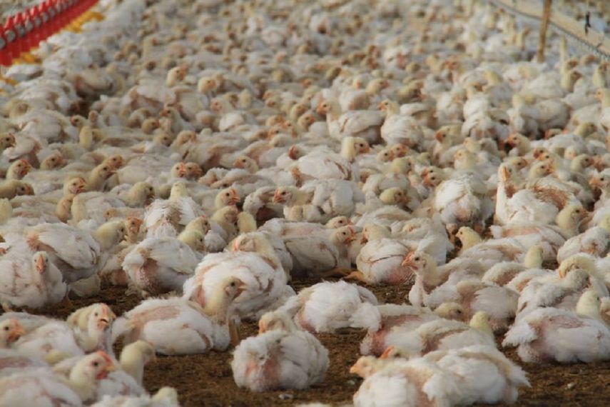 MIDA ha extremado la vigilancia de la IAAP frente al brote de Estados Unidos ya que el pie de cría avícola de Panamá proviene principalmente de Estados Unidos.