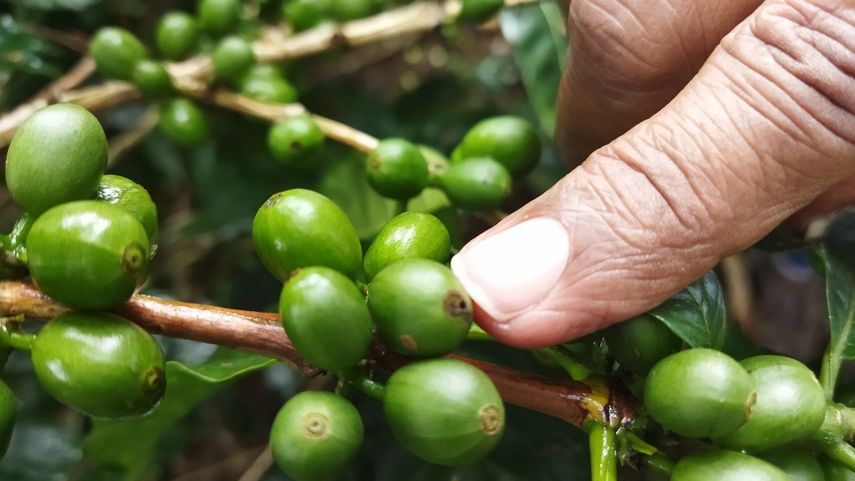 Productores de Café en Chiriquí.