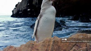 Un raro pingüino blanco fue descubierto en islas ecuatorianas de Galápagos