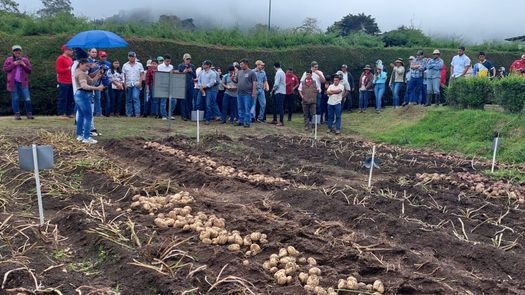 La Asociación de la Comunidad Productora de Tierras Altas (ACPTA), considera que esto les permitirá a los productores de papa de Panamá, tener más variedades con buen rendimiento y tolerantes al tizón tardío.