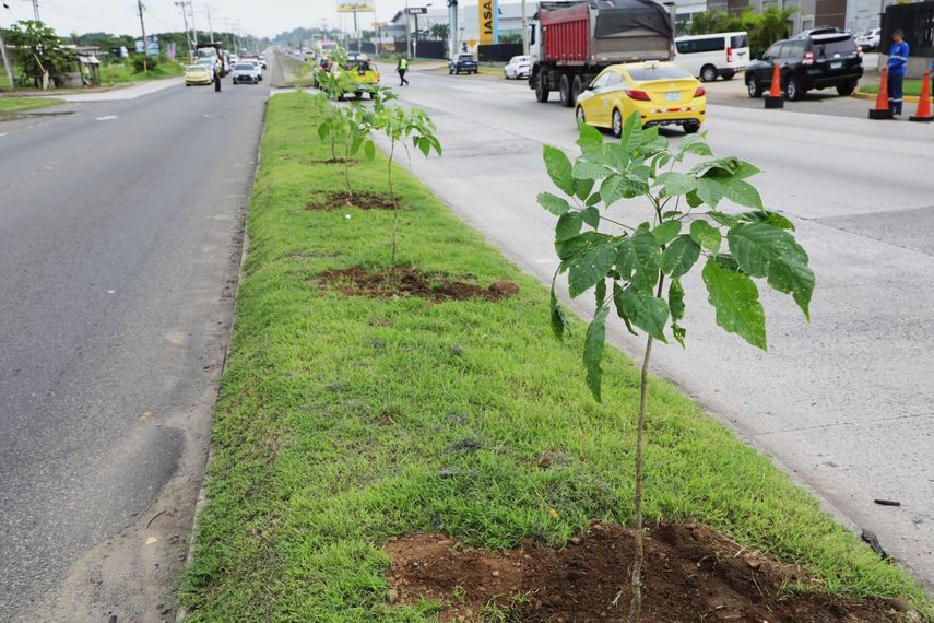 Voluntarios de la Alcaldía de Panamá, participaron de la siembra de plantones. Voluntarios de la Alcaldía de Panamá, participaron de la siembra de plantones.