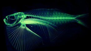 Científico lanza catálogo digital de peces