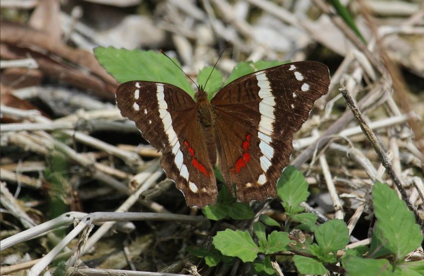 Aplicación iNATURALIST registra medio millón de especies observadas en Panamá