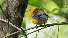 ONU revisa en Panamá el avance del Marco Global de Biodiversidad de cara a la COP17