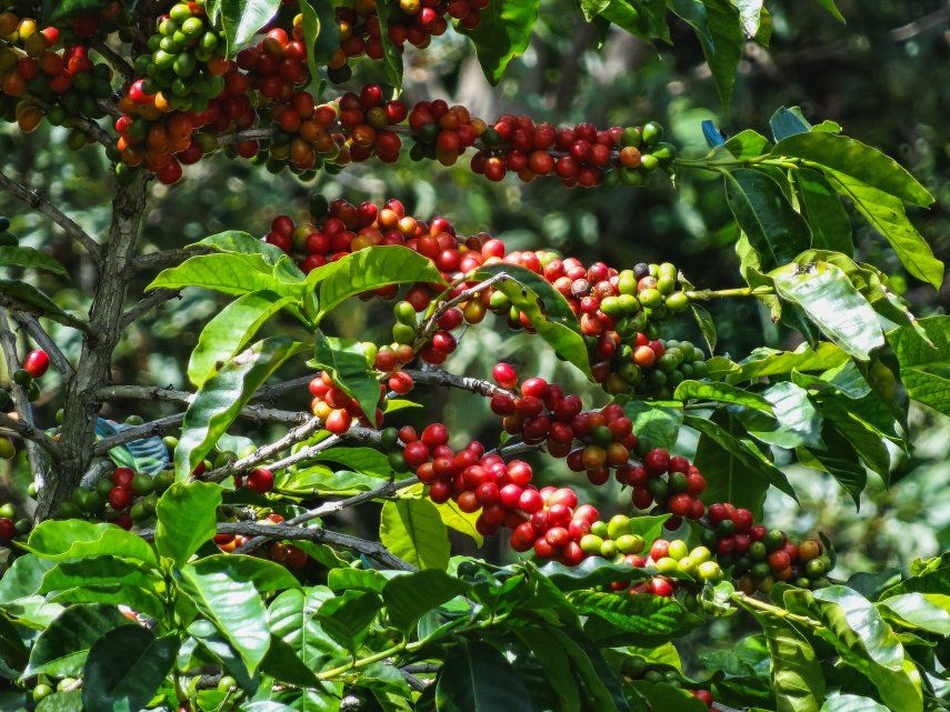 Finaliza evaluación semifinal de cafés para competencia de Best of Panama