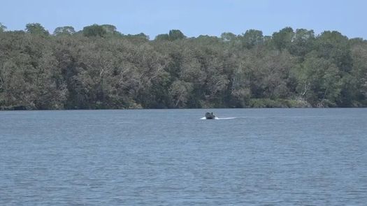 Pedregal es uno de los puntos más importantes de la provincia de Chiriquí de pesca, el cual pronto tendrá su mercado de mariscos.