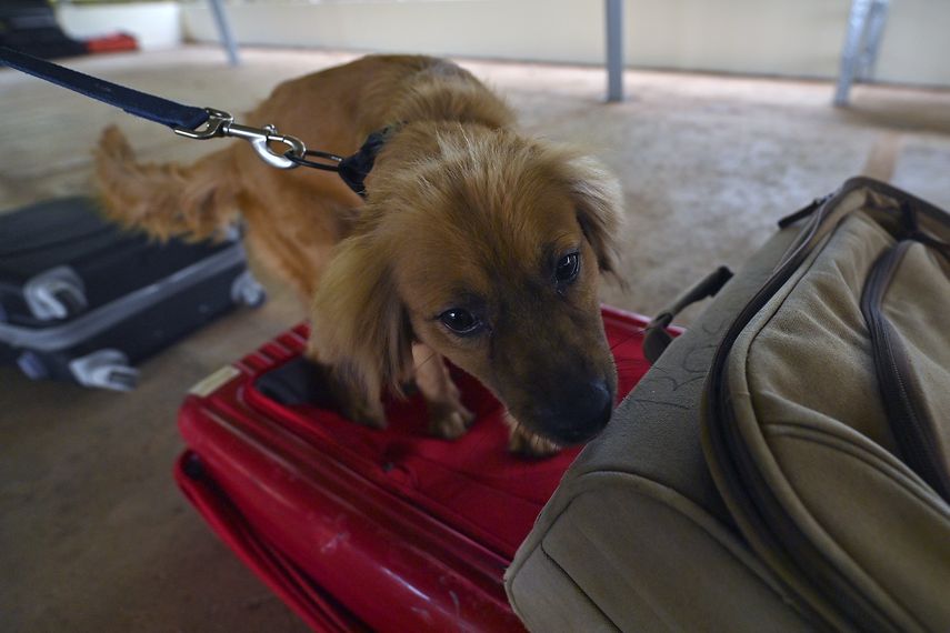 Mili fue trasladada a Ciudad de Panamá y atendida por veterinarios y especialistas de la dirección de Cuarentena del MIDA.