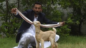 Cabrito en Pakistán con orejas extremadamente largas causa furor en internet
