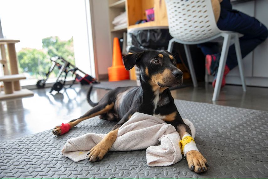 Panamá estudia el éxito de Chivo Pets en El Salvador para desarrollar hospital veterinario. Panamá estudia el éxito de Chivo Pets en El Salvador para desarrollar hospital veterinario.