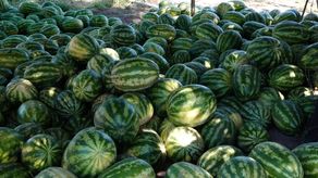 Algunos productores incluso han incursionado en la producción de esta fruta durante la temporada lluviosa.