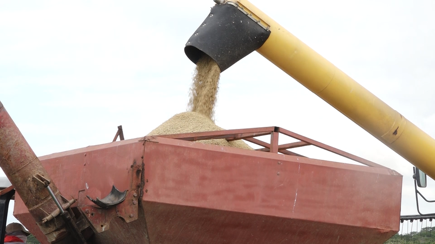 Gobierno aprueba decreto que regula la importación de arroz ante quejas de productores