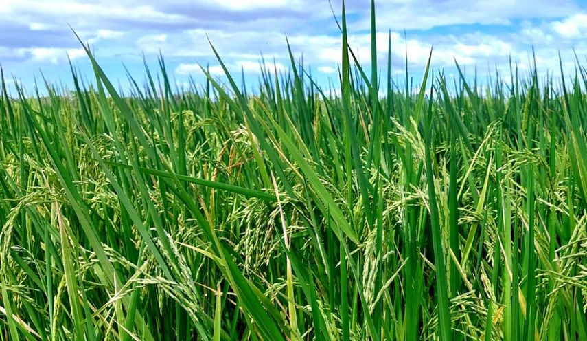 La Dirección Nacional de Agricultura del Ministerio de Desarrollo Agropecuario (MIDA) informó que en Panamá se reportaron 80,077.3 Ha sembradas de arroz con 1,434 productores, que representa 89 % de lo programado anual.