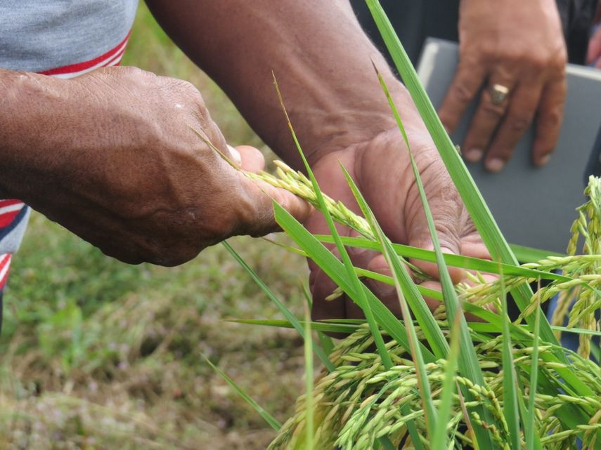 Productores de arroz y granos rechazan factoring
