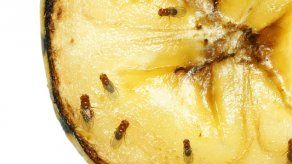 ¿Por qué la mosca de fruta tiene un esperma gigante?