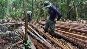 MiAmbiente coordinará con las autoridades competentes el inicio de las investigaciones.