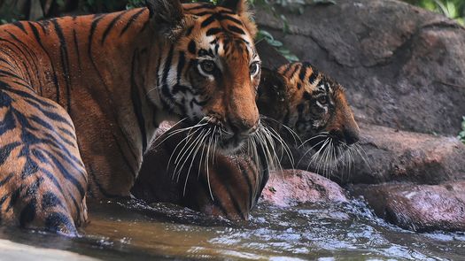 Tigres ayudan a reducir deforestación en India