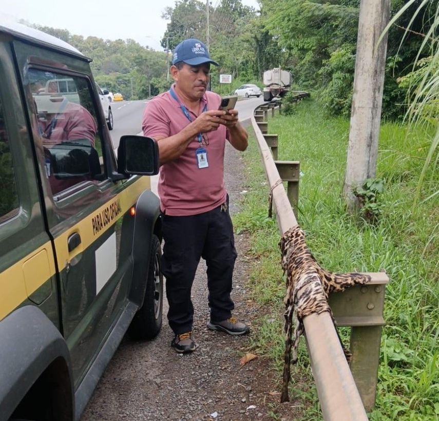MiAmbiente atendió el caso en La Chorrera. MiAmbiente atendió el caso en La Chorrera.