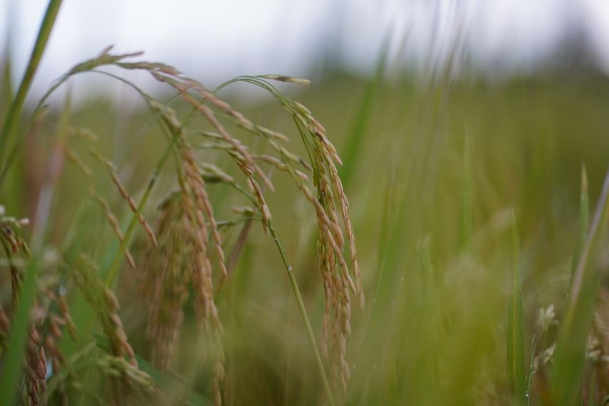 Mida pagó más de $427 millones a productores de arroz, maíz y leche