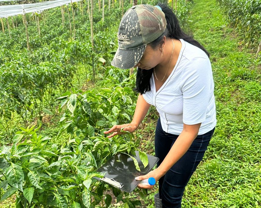 Se conoció que el equipo técnico interinstitucional del MIDA en Chiriquí, estará recorriendo las áreas afectadas desde el lunes 4 al viernes 8 de septiembre. Se conoció que el equipo técnico interinstitucional del MIDA en Chiriquí, estará recorriendo las áreas afectadas desde el lunes 4 al viernes 8 de septiembre.