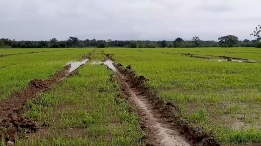 Los productores del agro afirman que uno de los rubros más afectados han sido las cucurbitáceas como el pepino, melón, sandía, incluso el arroz que es un cultivo de mucha agua pero si caen lluvias puede causar bajo rendimiento.