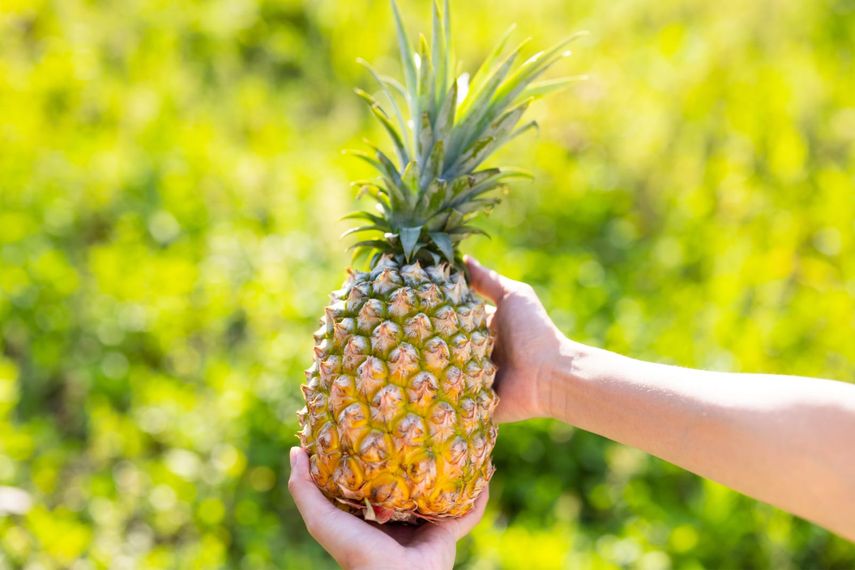 Panamá impulsa la modernización de la producción de piña con cultivo in vitro