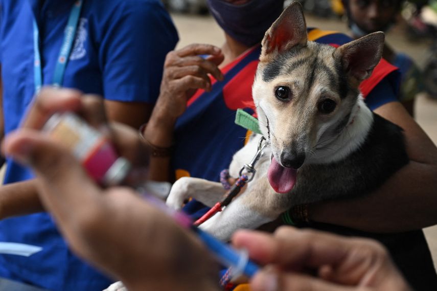 ¿Cuándo será la vacunación masiva de mascotas en Panamá? ¿Cuándo será la vacunación masiva de mascotas en Panamá?
