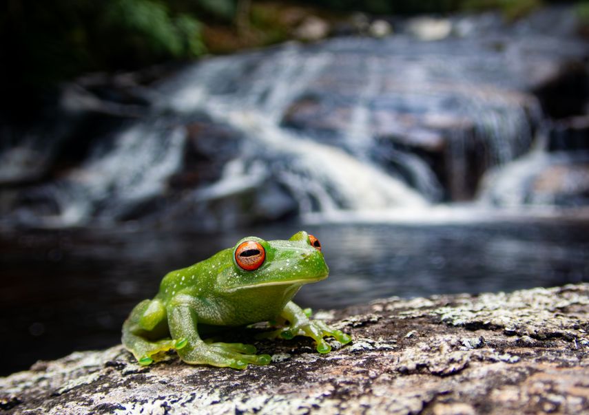 La variedad ecológica conectada dentro de los bosques permiten a las ranas fortalecer los anticuerpos en la piel contra el mortal hongo quítrido que amenaza su supervivencia global