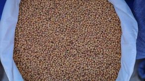 El director de IMA indicó que los frijoles de primera son utilizados para el plan Panamá solidario, las agroferias y agrodistribuidoras de la comarca.