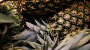 Mida realiza capacitación sobre plagas y enfermedades de los cultivos de piña