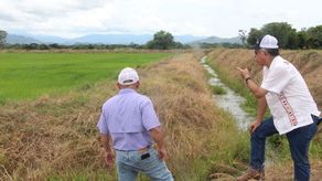 Ministro del MIDA realizó recorrido por parcelas de arroz en Coclé. Foto: Cortesía.
