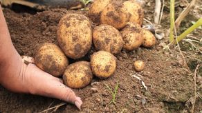 MIDA visita Tierras Altas para conocer situación de productores chiricanos