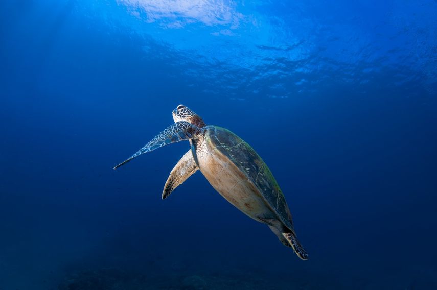 Coiba se consolida como santuario clave para la tortuga carey en el Pacífico oriental