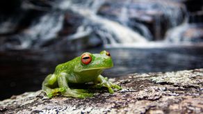 La variedad ecológica conectada dentro de los bosques permiten a las ranas fortalecer los anticuerpos en la piel contra el mortal hongo quítrido que amenaza su supervivencia global, según descubrieron los científicos del Instituto Smithsonian de Investigaciones Tropicales (STRI) tras un estudio en Brasil.&nbsp;