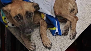 Panamá: Perro cae en las vías de la línea 1 del Metro y causa el cierre de varias estaciones