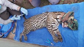 MiAmbiente anuncia fallecimiento del ocelote Miguelito por atropello