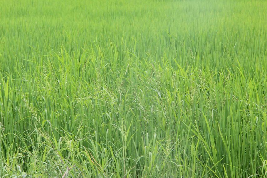 Recorrido del MIDA en parcelas de arroz en la provincia de Coclé. Recorrido del MIDA en parcelas de arroz en la provincia de Coclé.