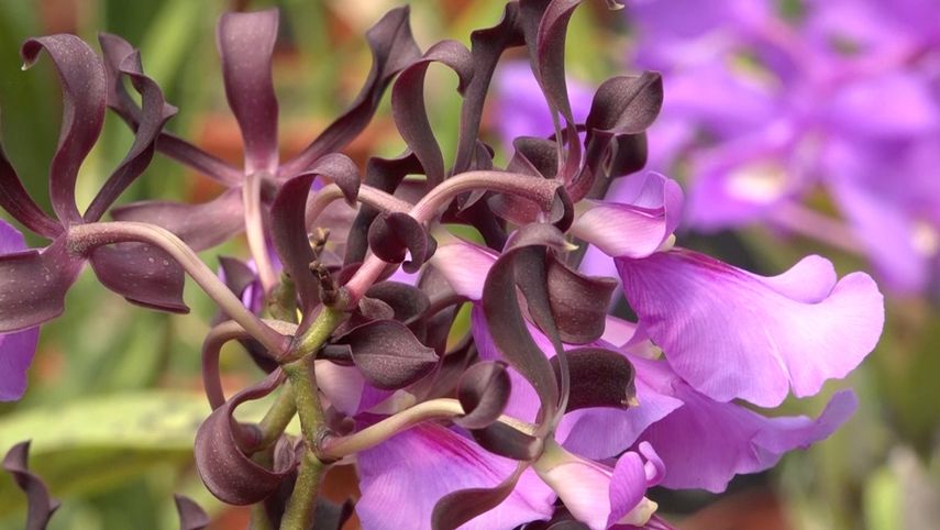 Expo Orquídeas en Boquete coincide todos los años con la Semana Mayor por lo que también se realizan actividades religiosas.