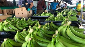 MICI: Exportaciones panameñas inician al alza en 2024